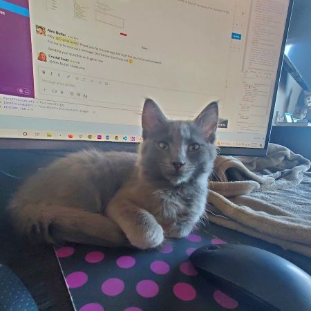 A fluffy gray cat sits on a pink polka-dot mouse pad in front of a computer monitor displaying a chat conversation.