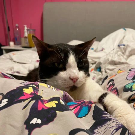 Black and white cat lying on a bed with colorful butterfly-patterned sheets, against a pink curtain and grey headboard background.