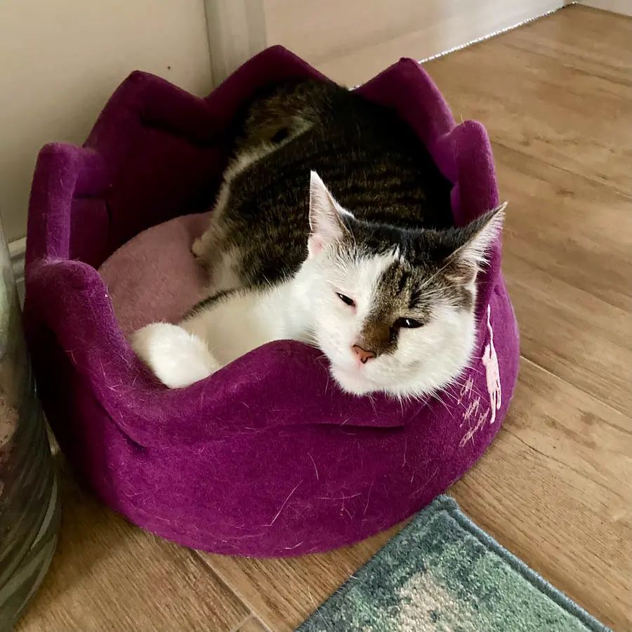 A cat named Lilly perched at a high vantage point, showcasing her fearless climbing abilities.