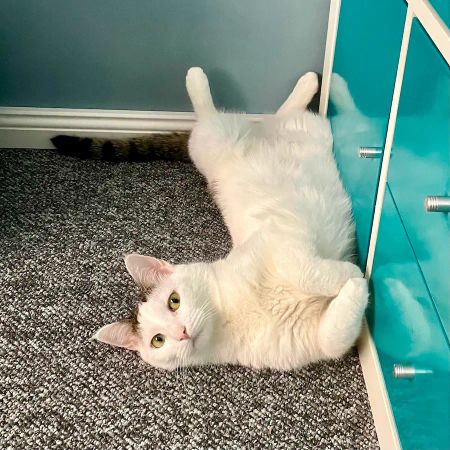 A cat named Pünktchen relaxing in a sunny spot, displaying her affectionate and observant nature.
